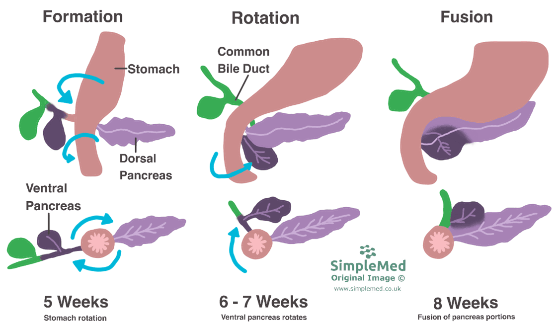 Embryological Development of the Pancreas SimpleMed Embryological Development of the Pancreas SimpleMed