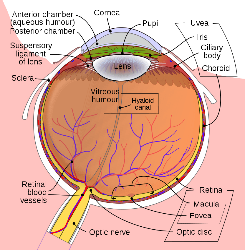 Diagram of the Human Eye SimpleMed