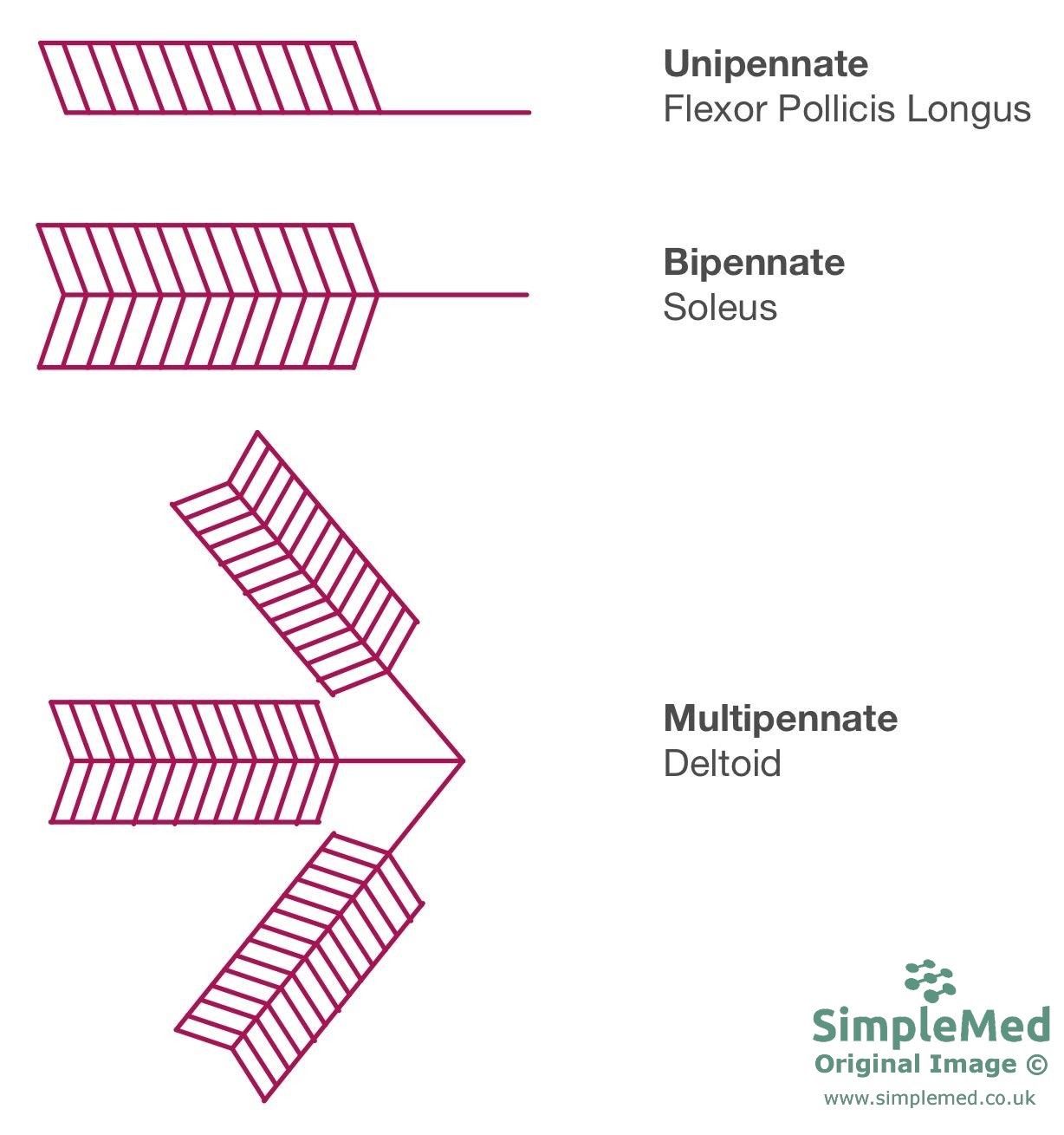 Directionality of Muscle Fibres SimpleMed Directionality of Muscle Fibres SimpleMed