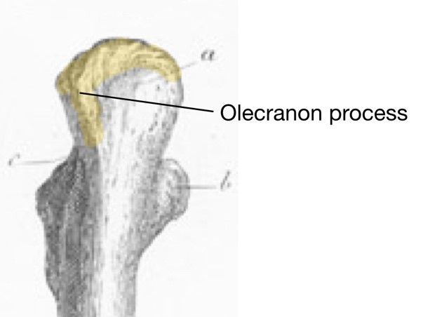 Distal Proximal Ulna Labelled Diagram SimpleMed Distal Proximal Ulna Labelled Diagram SimpleMed