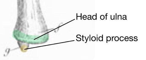 Distal Ulna Labelled Diagram SimpleMed Distal Ulna Labelled Diagram SimpleMed