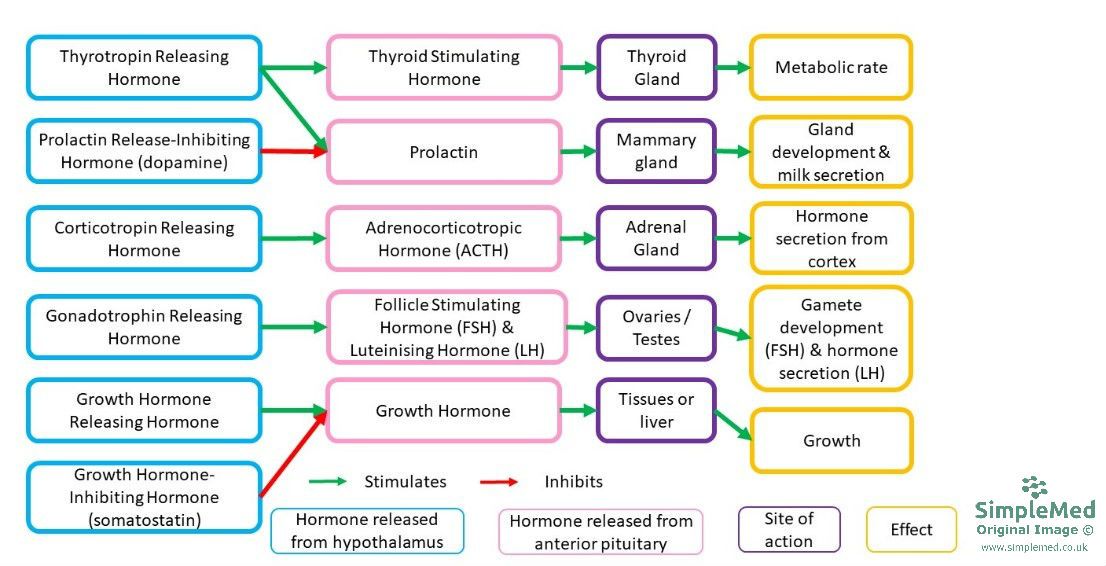 Hypothalmic Hormones SimpleMed Hypothalmic Hormones SimpleMed