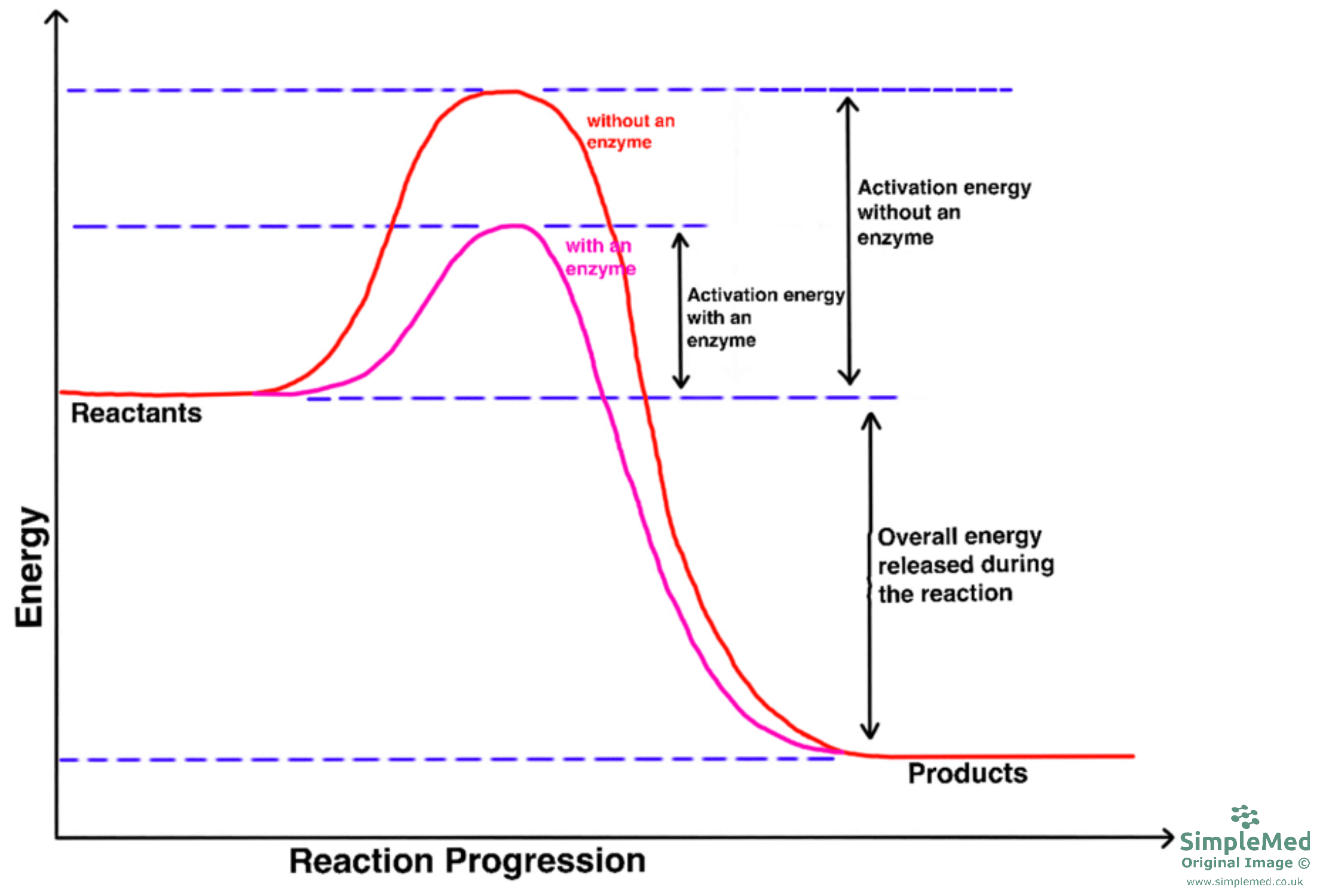 Graph of Enzymes and Activation Energy SimpleMed Graph of Enzymes and Activation Energy SimpleMed