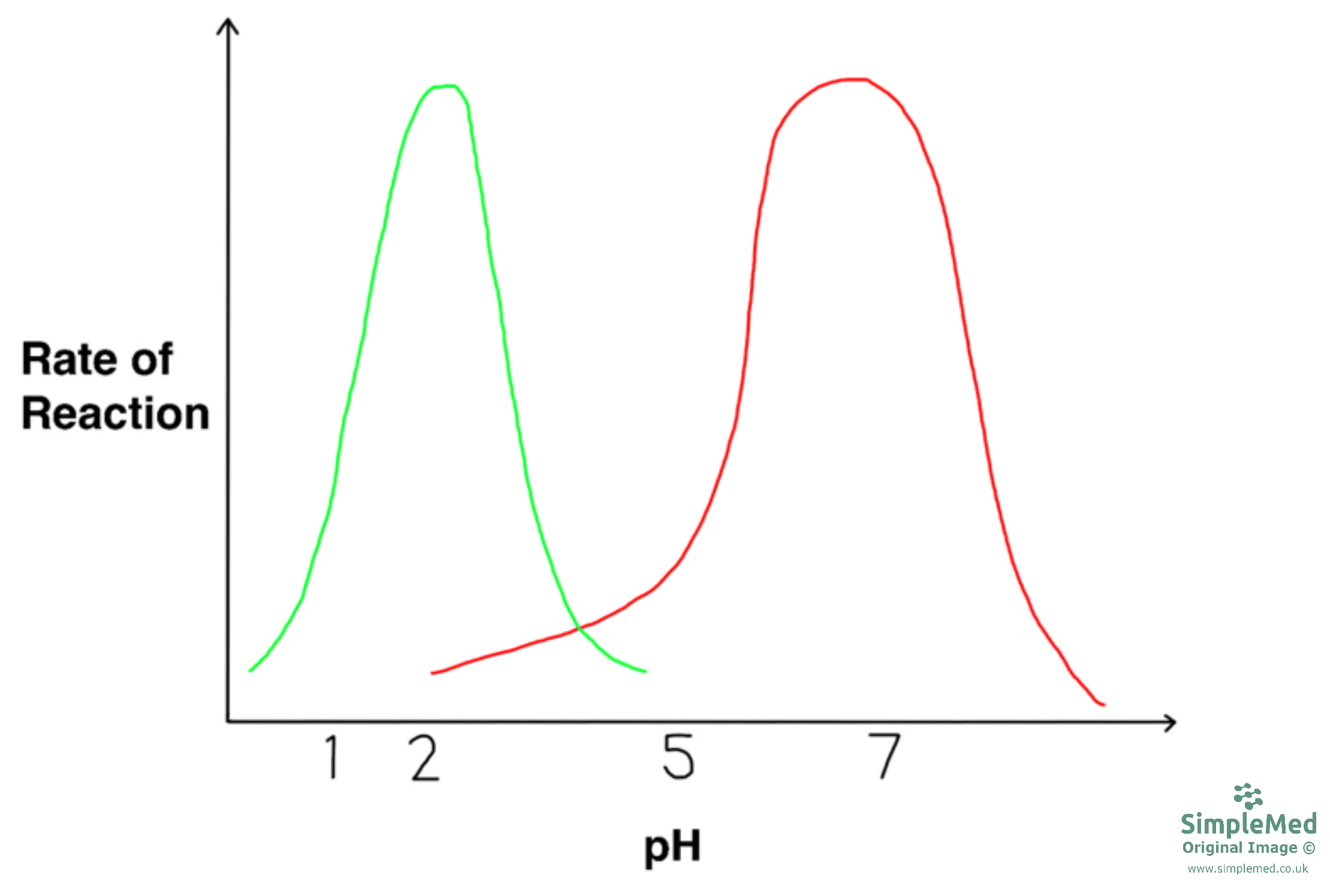 Enzyme Activity With Changes in pH Graph SimpleMed Enzyme Activity With Changes in pH Graph SimpleMed