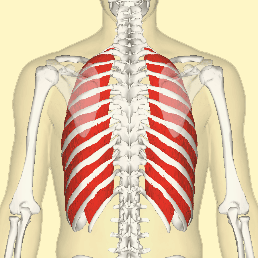 External Intercostal Muscles SimpleMed External Intercostal Muscles SimpleMed