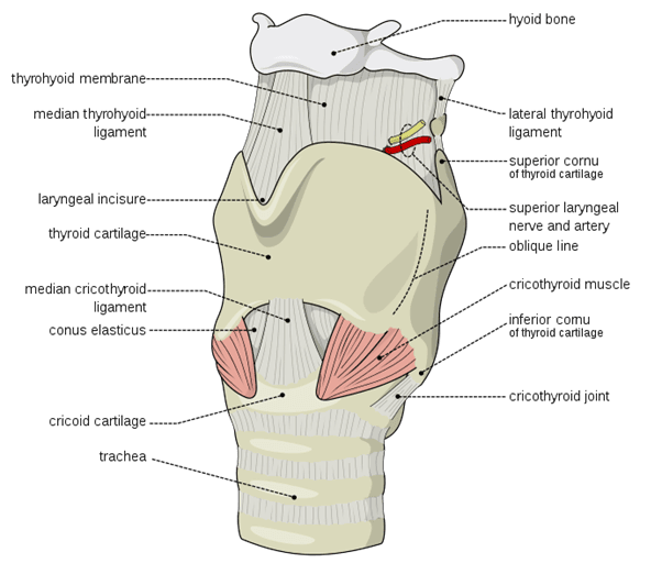 External Laryngeal Cartilages and Membranes SimpleMed External Laryngeal Cartilages and Membranes SimpleMed