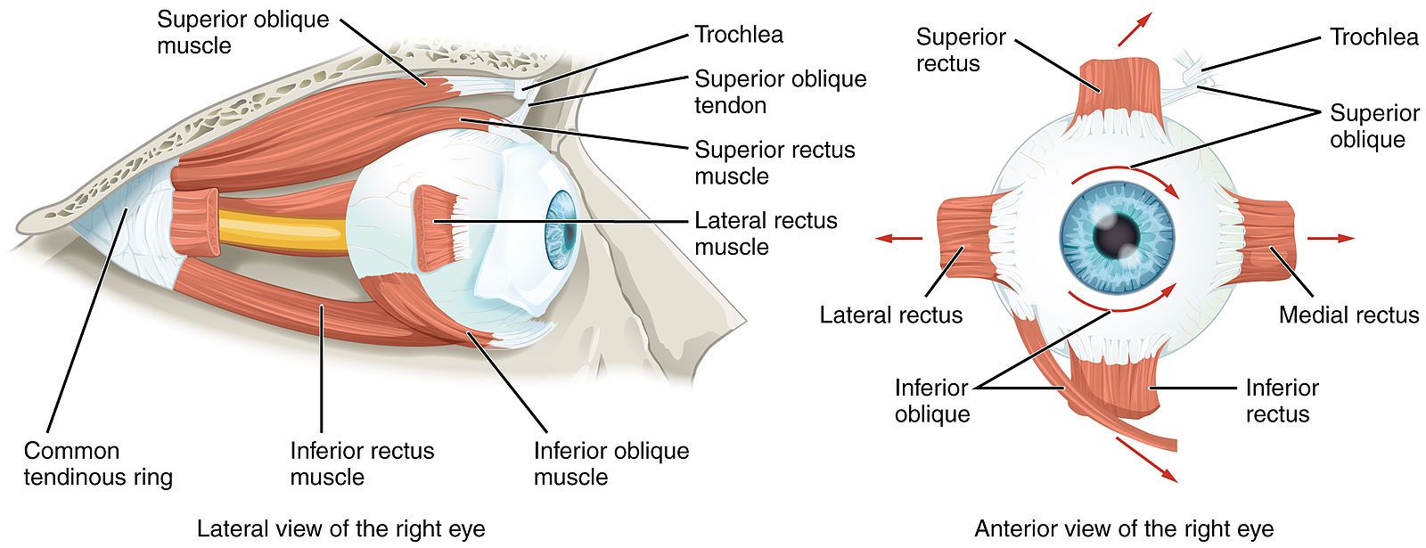 Extraocular Muscles SimpleMed Extraocular Muscles SimpleMed