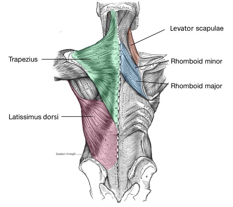 Extrinsic Muscles of the Shoulder SimpleMed Extrinsic Muscles of the Shoulder SimpleMed