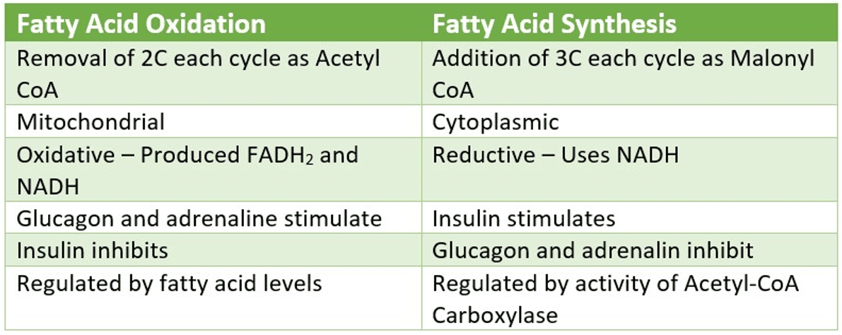 Fatty Acid Synthesis vs Oxidation SimpleMed Fatty Acid Synthesis vs Oxidation SimpleMed