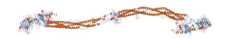 Fibrinogen Structure SimpleMed Fibrinogen Structure SimpleMed