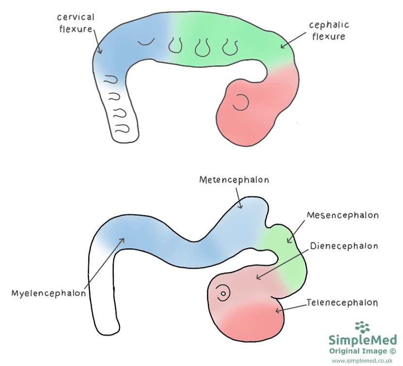 The Flexures of the Brain SimpleMed The Flexures of the Brain SimpleMed