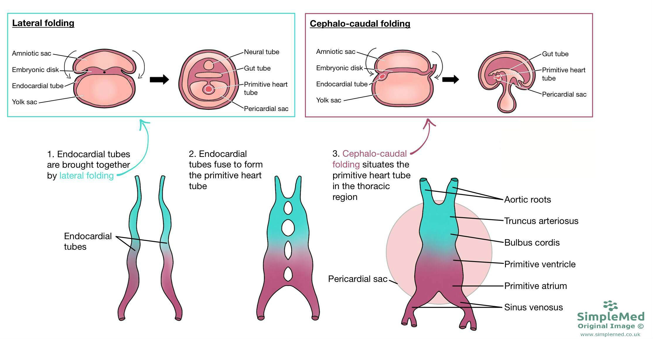 Folding of the Embryological Heart SimpleMed Folding of the Embryological Heart SimpleMed