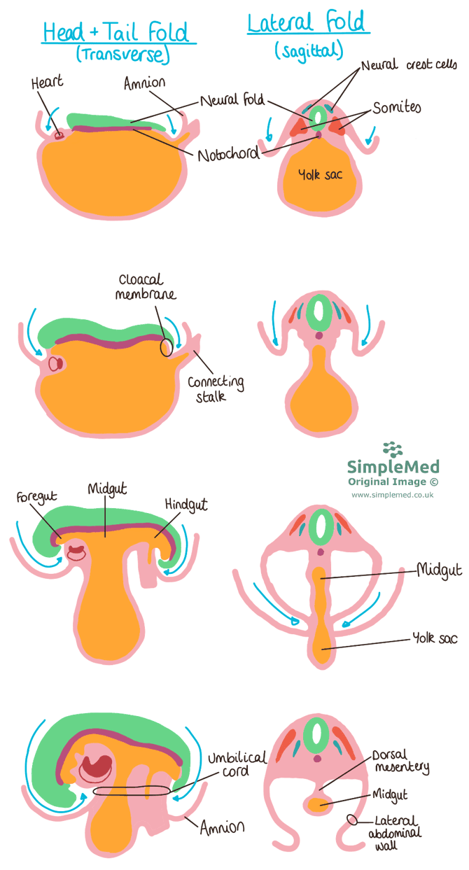 Folding of the Embryo SimpleMed Folding of the Embryo SimpleMed