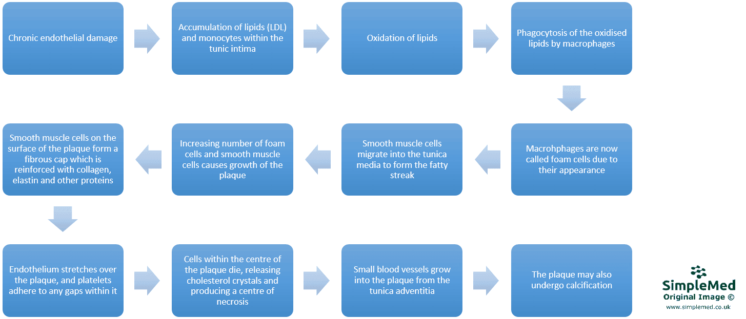 Formation of an Atherosclerotic Plaque SimpleMed Formation of an Atherosclerotic Plaque SimpleMed