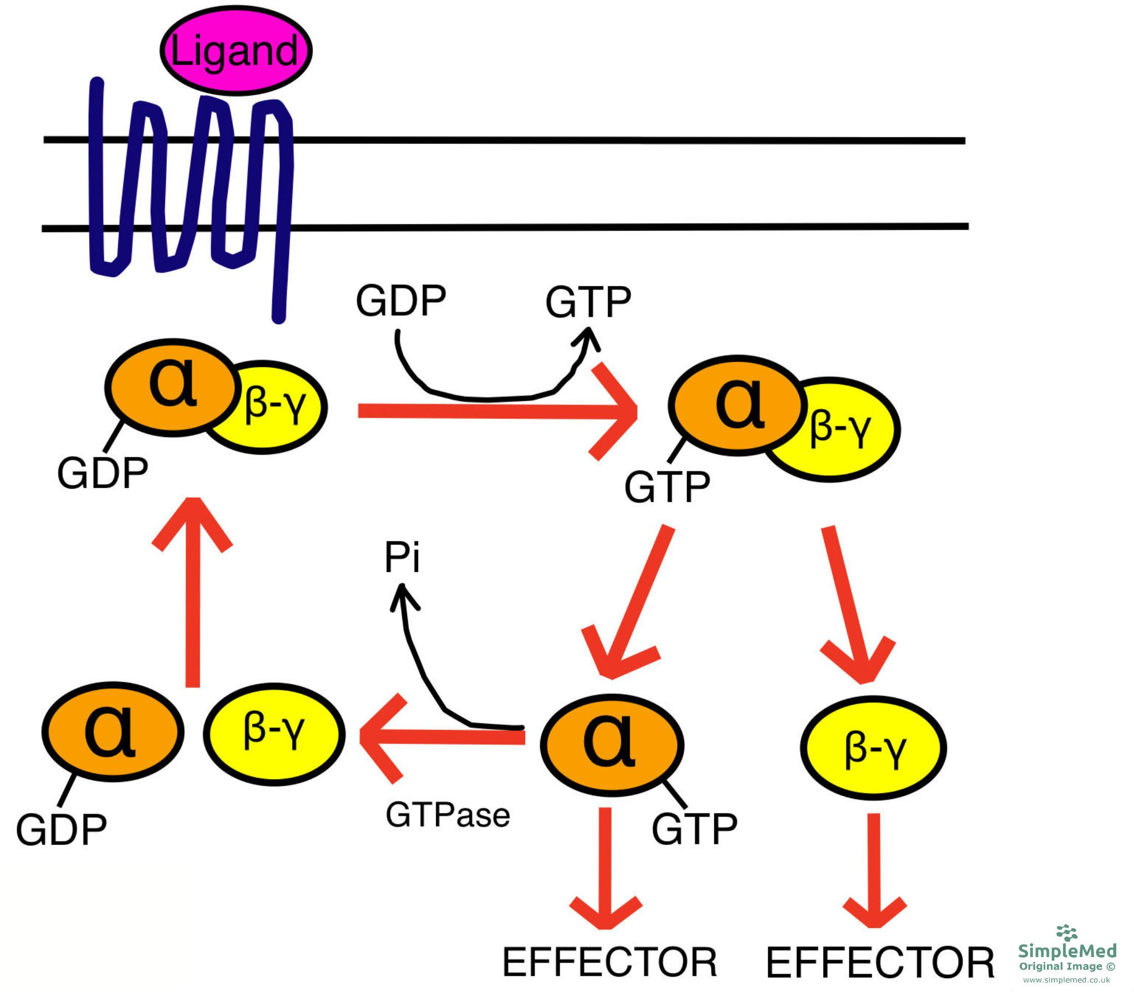 GPCR Activation SimpleMed GPCR Activation SimpleMed