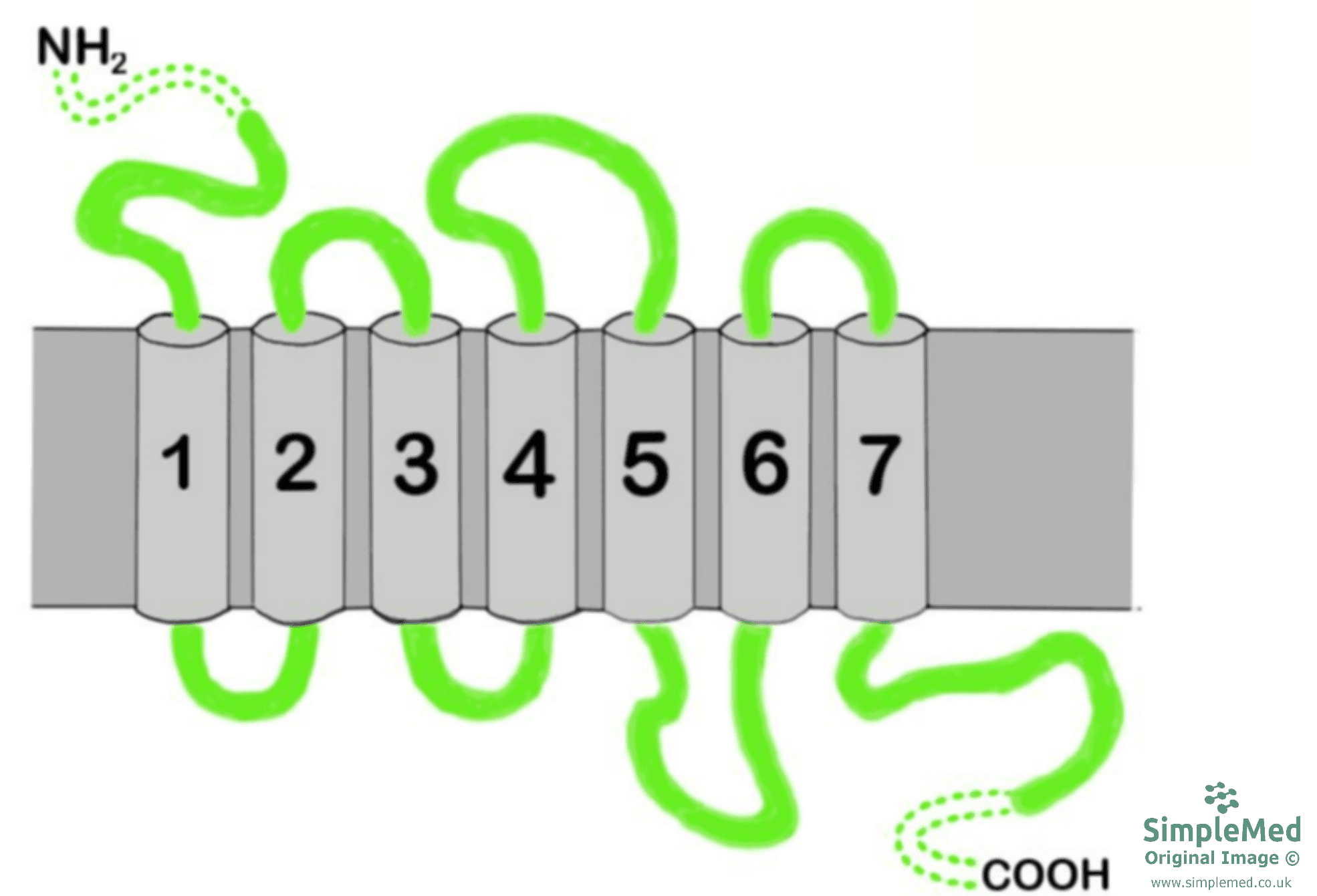 G-Protein Coupled Receptor SimpleMed G-Protein Coupled Receptor SimpleMed
