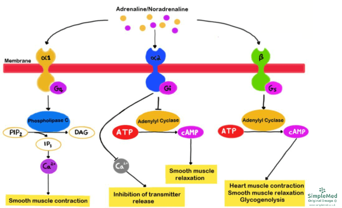 G Protein Coupled Receptor GPCR response SimpleMed G Protein Coupled Receptor GPCR response SimpleMed