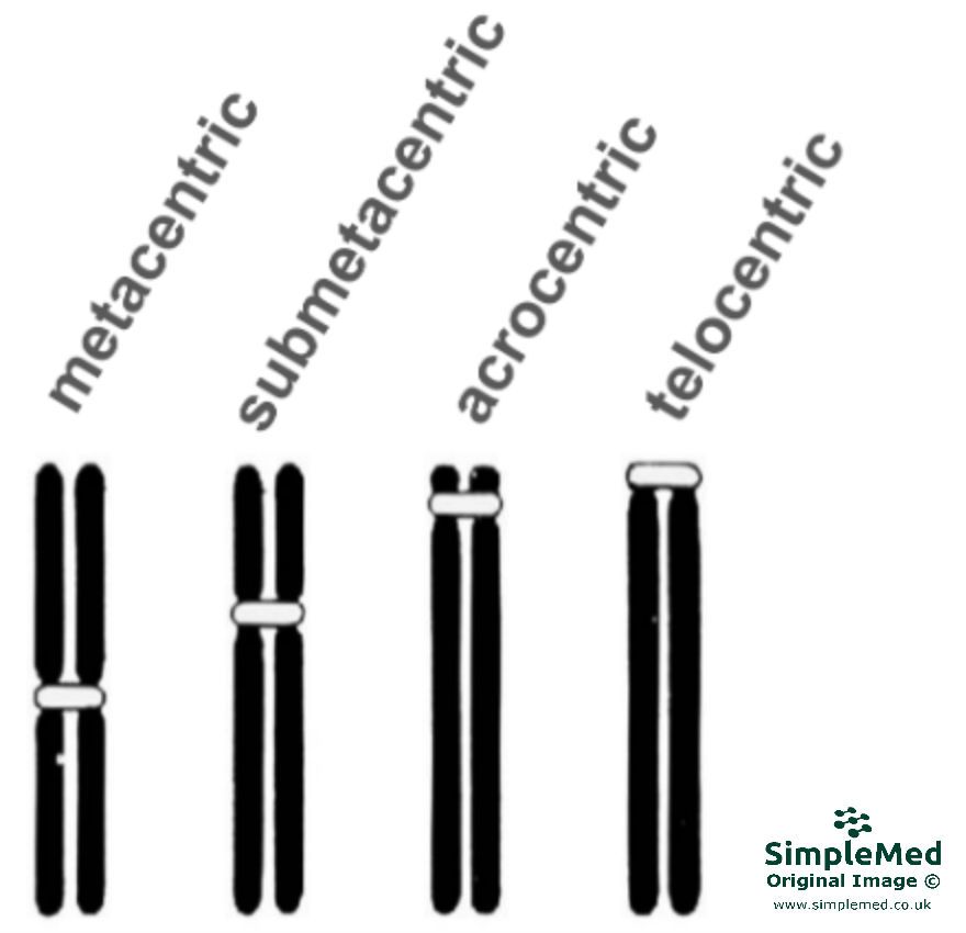 Centromere Locations SimpleMed Centromere Locations SimpleMed