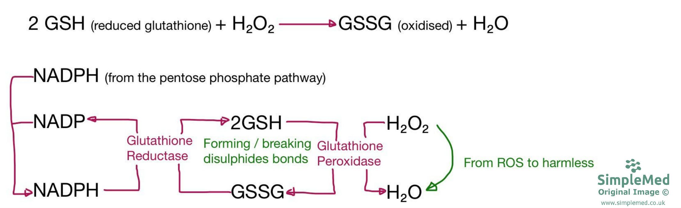 Glutathione Pathway Diagram SimpleMed Glutathione Pathway Diagram SimpleMed