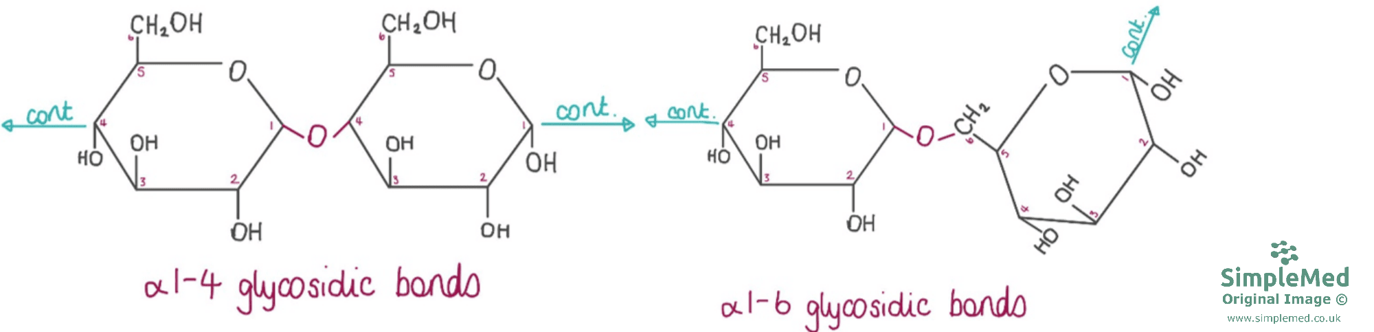 Glycogen Structure and Glycosidic Bonds SimpleMed Glycogen Structure and Glycosidic Bonds SimpleMed