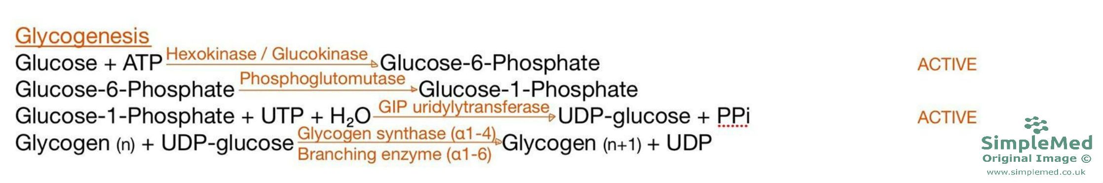 Glycogenesis SimpleMed Glycogenesis SimpleMed