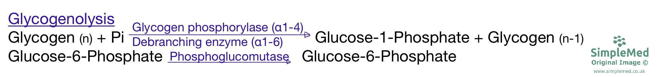 Glycogenolysis SimpleMed Glycogenolysis SimpleMed