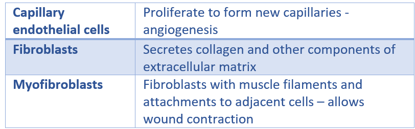 Granulation Tissue Cells SimpleMed Granulation Tissue Cells SimpleMed