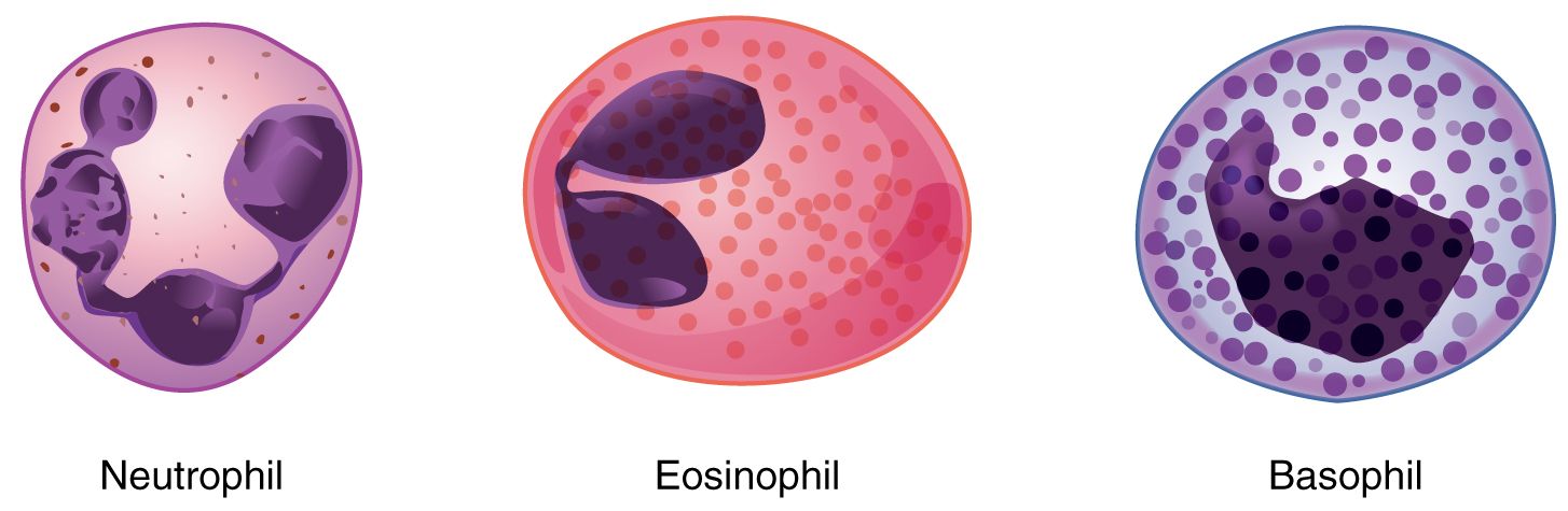 Types of Granulocytes SimpleMed Types of Granulocytes SimpleMed