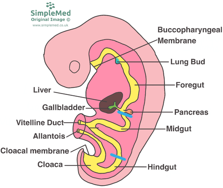 Embryological Gut Development SimpleMed Embryological Gut Development SimpleMed