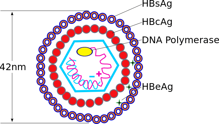 Hepatitis B Virus (HBV) structure SimpleMed Hepatitis B Virus (HBV) structure SimpleMed