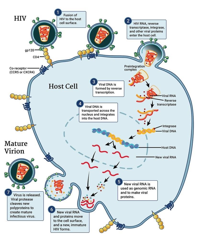 HIV Stages SimpleMed HIV Stages SimpleMed