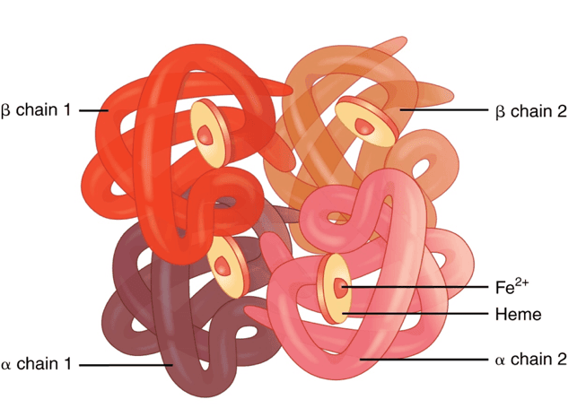 Haemoglobin Structure SimpleMed