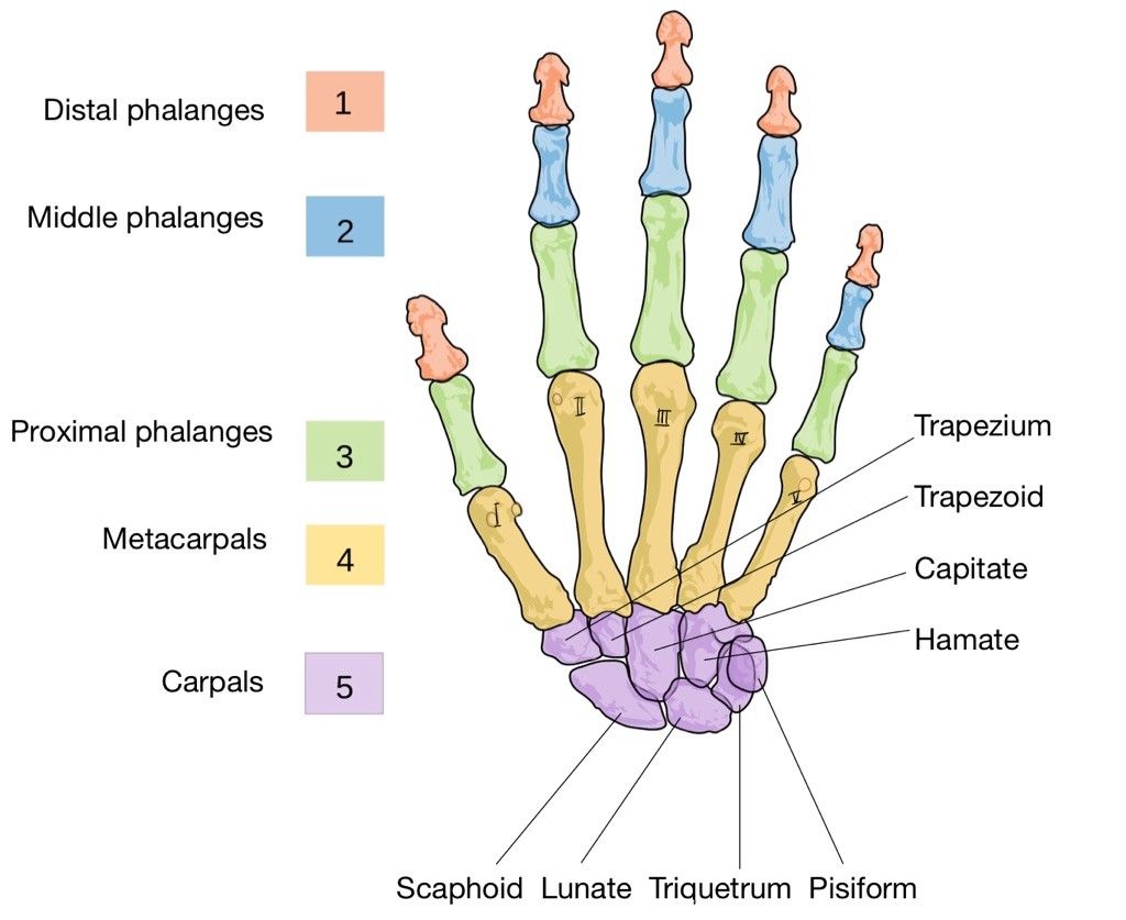 Bones of the Hand Labelled Diagram SimpleMed Bones of the Hand Labelled Diagram SimpleMed
