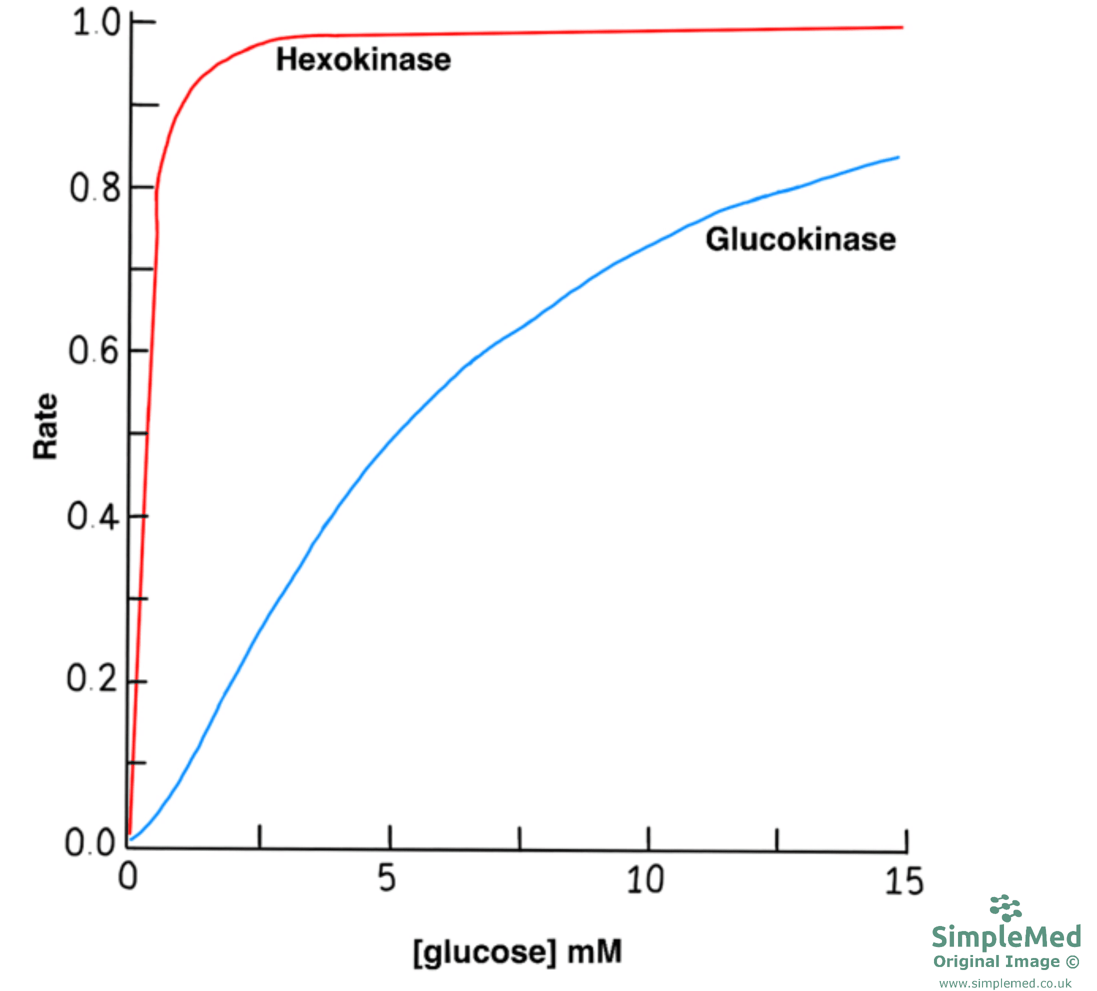 Hexokinase vs Glucokinase Graph SimpleMed Hexokinase vs Glucokinase Graph SimpleMed