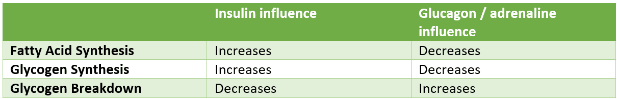 Hormonal Influence on Energy Storage Hormonal Influence on Energy Storage