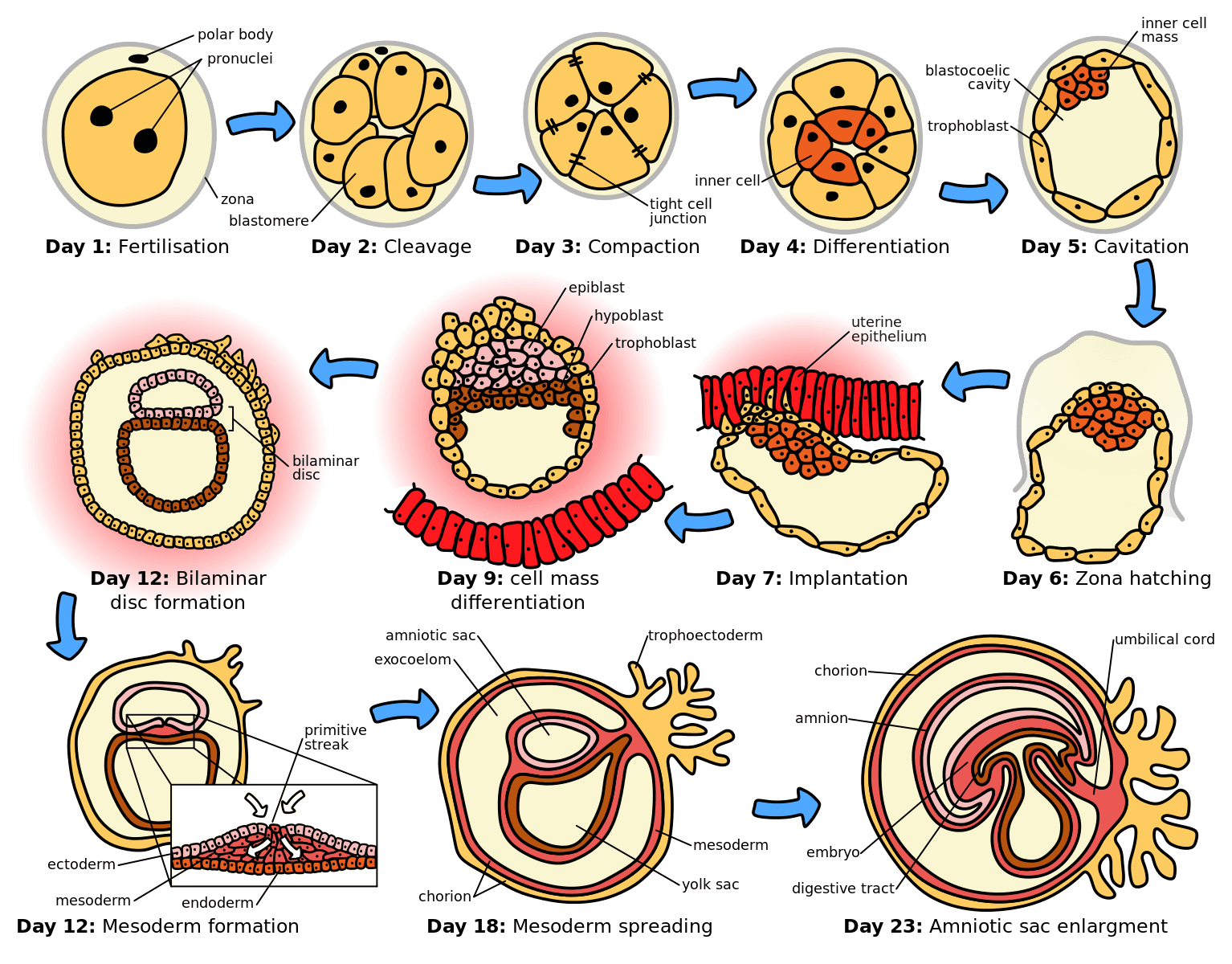 First Few Weeks of Human Embryogenesis SimpleMed First Few Weeks of Human Embryogenesis SimpleMed
