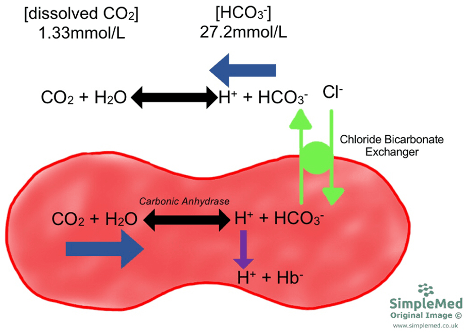 Hydrogen Carbonate Concentration the Association with Red Blood Cells SimpleMed Hydrogen Carbonate Concentration the Association with Red Blood Cells SimpleMed