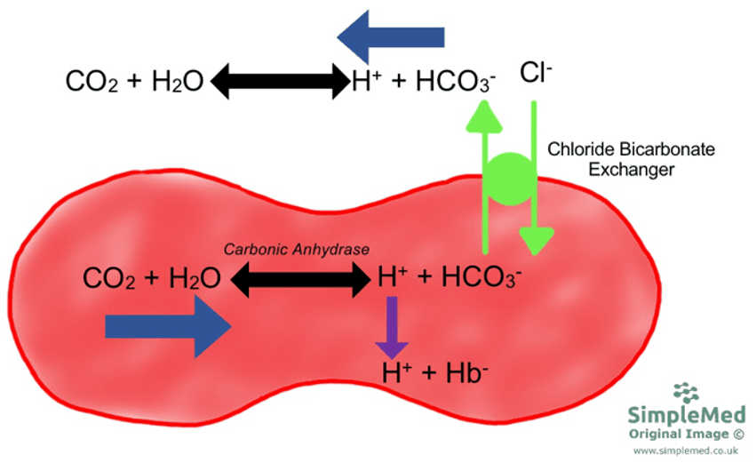 Hydrogen Carbonate Ion Production in Red Blood Cells SimpleMed Hydrogen Carbonate Ion Production in Red Blood Cells SimpleMed