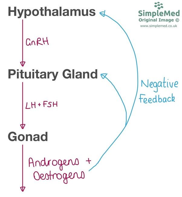 Hypothalamic Pituitary Gonadal Axis SimpleMed Hypothalamic Pituitary Gonadal Axis SimpleMed