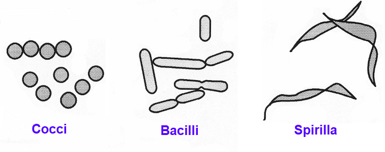Bacterial Shapes SimpleMed Bacterial Shapes SimpleMed