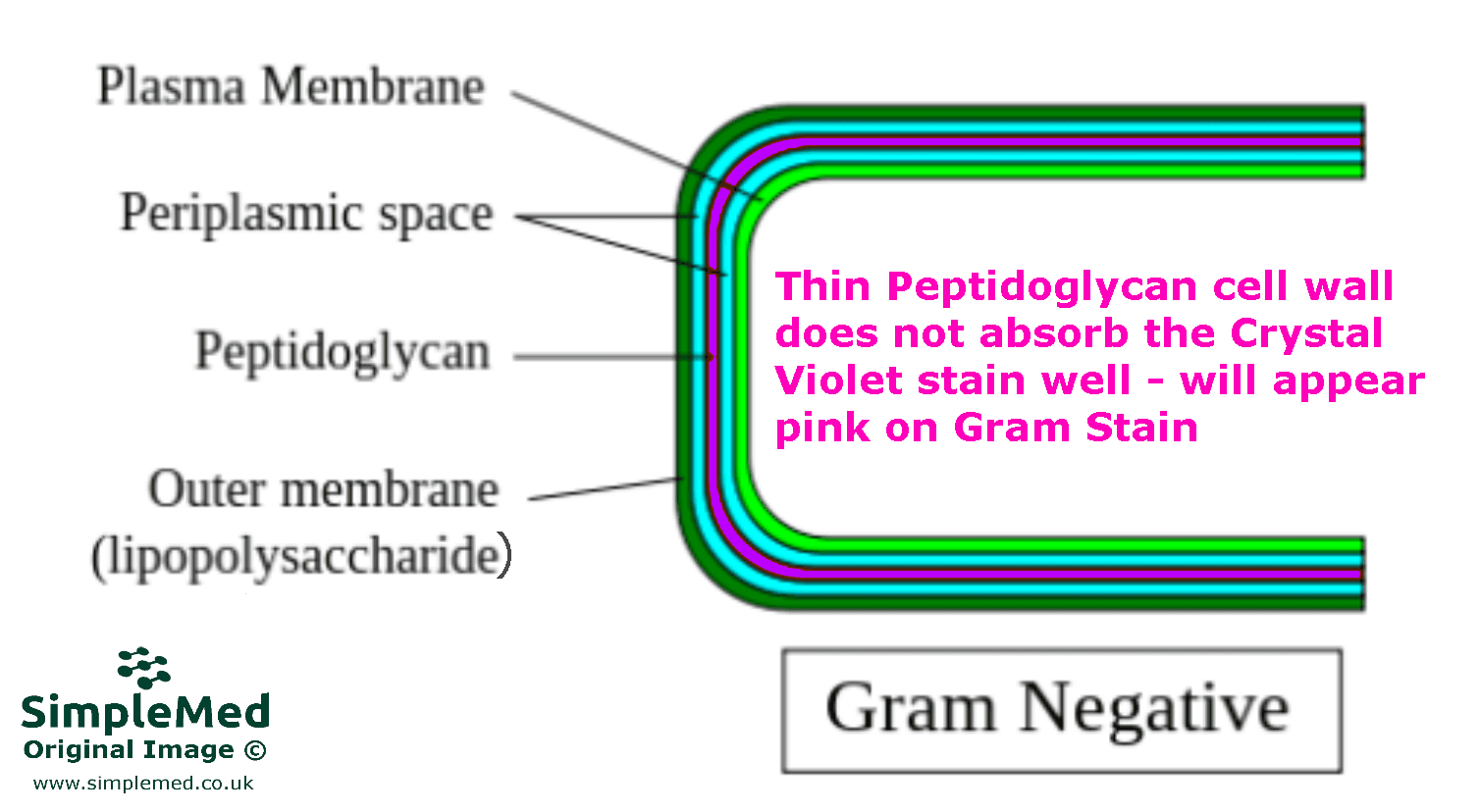 Gram Negative Bacteria Cell Wall SimpleMed Gram Negative Bacteria Cell Wall SimpleMed