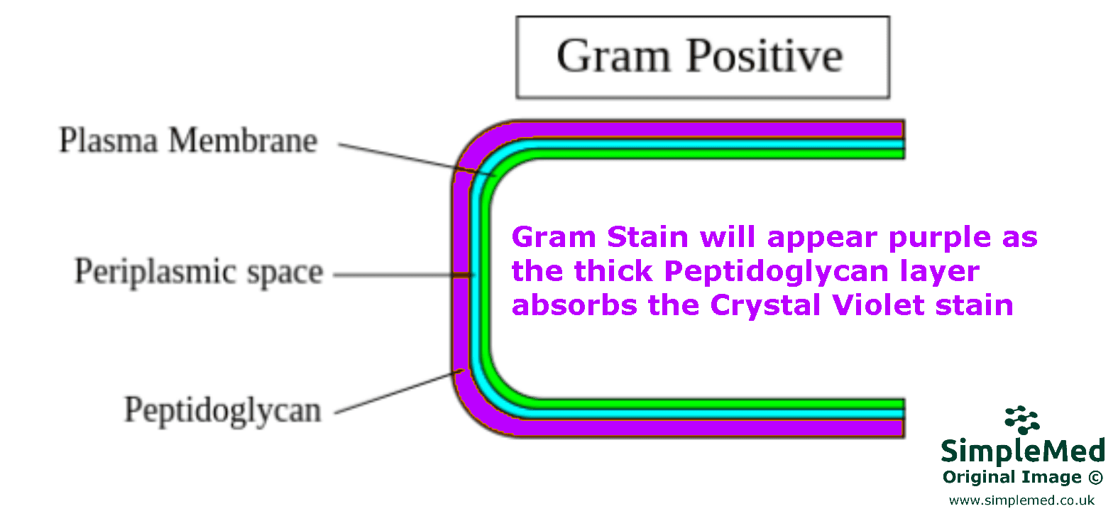 Gram Positive Bacterial Cell Wall SimpleMed Gram Positive Bacterial Cell Wall SimpleMed