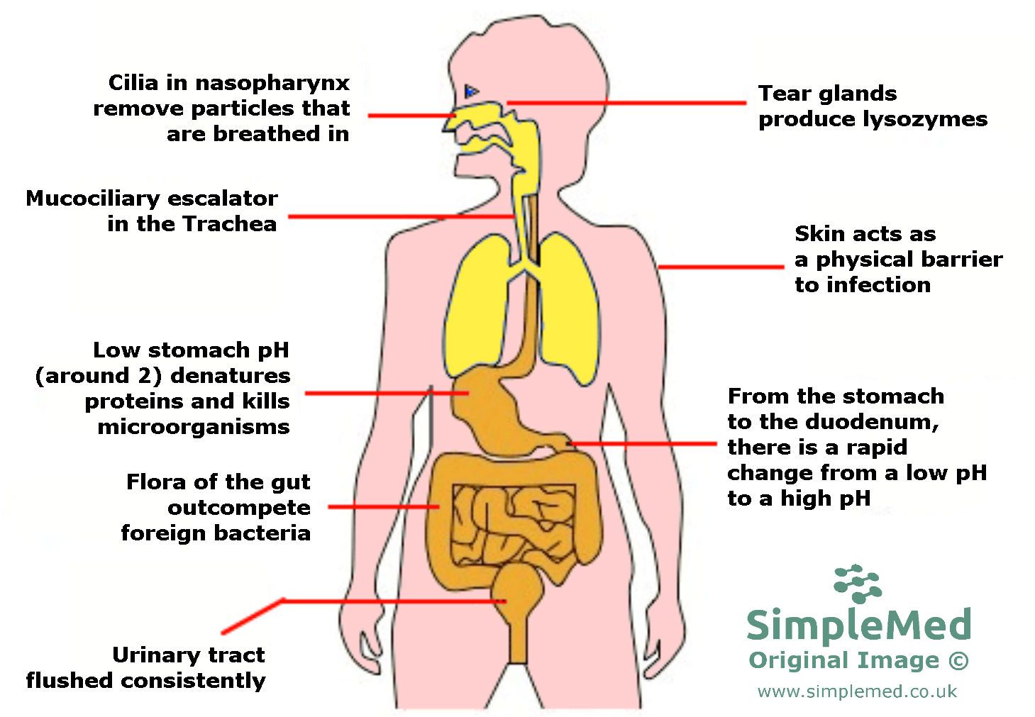 Innate Immune Physical Barriers SimpleMed Innate Immune Physical Barriers SimpleMed