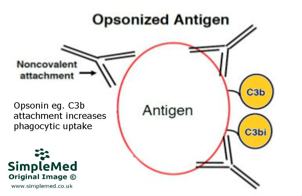 Opsonisation of Antigen by Opsonins SimpleMed Opsonisation of Antigen by Opsonins SimpleMed