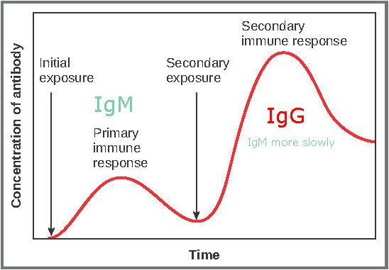 Primary and Secondary Adaptive Immune Response SimpleMed Primary and Secondary Adaptive Immune Response SimpleMed