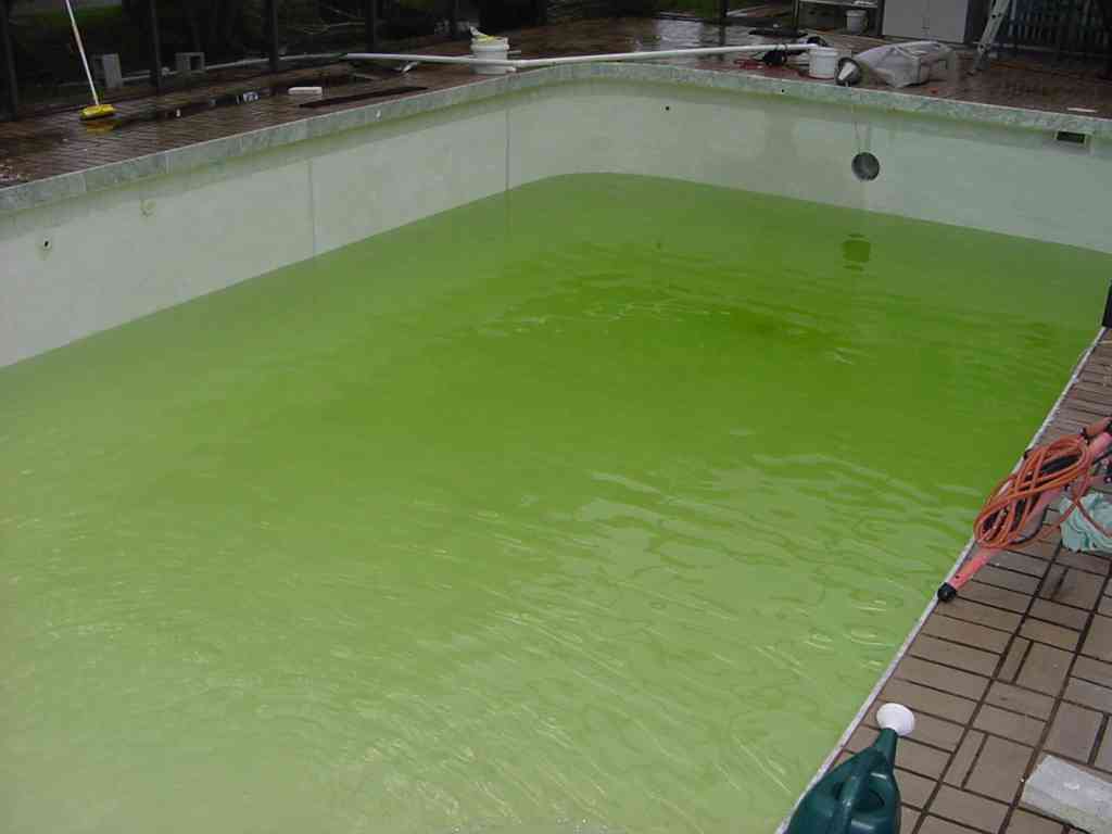 Unchlorinated Swimming Pool, a prime site for infection SimpleMed Unchlorinated Swimming Pool, a prime site for infection SimpleMed
