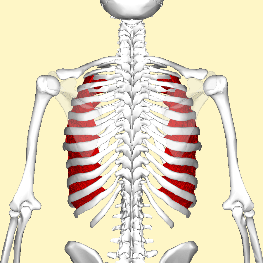 The Innermost Intercostal Muscles SimpleMed The Innermost Intercostal Muscles SimpleMed