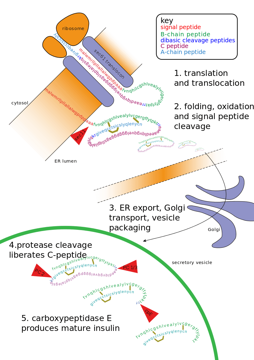 Synthesis of Insulin Diagram SimpleMed Synthesis of Insulin Diagram SimpleMed