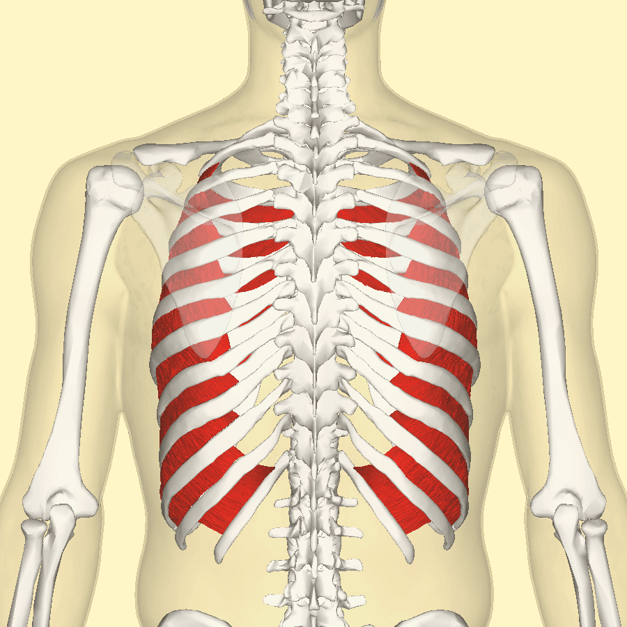 Internal Intercostal Muscles SimpleMed Internal Intercostal Muscles SimpleMed