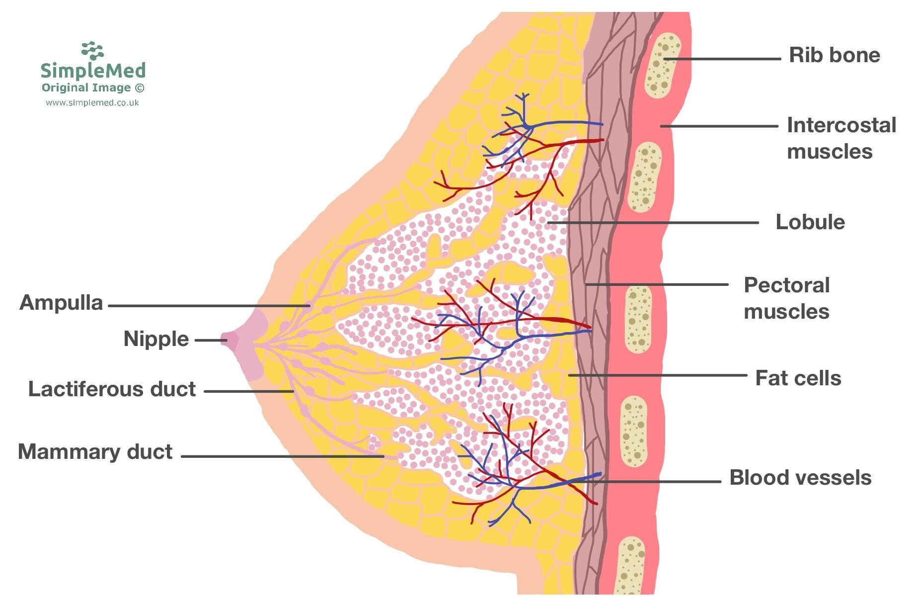 Structure of the Breast SimpleMed Structure of the Breast SimpleMed